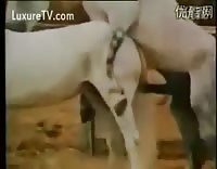 подборка спаривания между лошадьми и конями